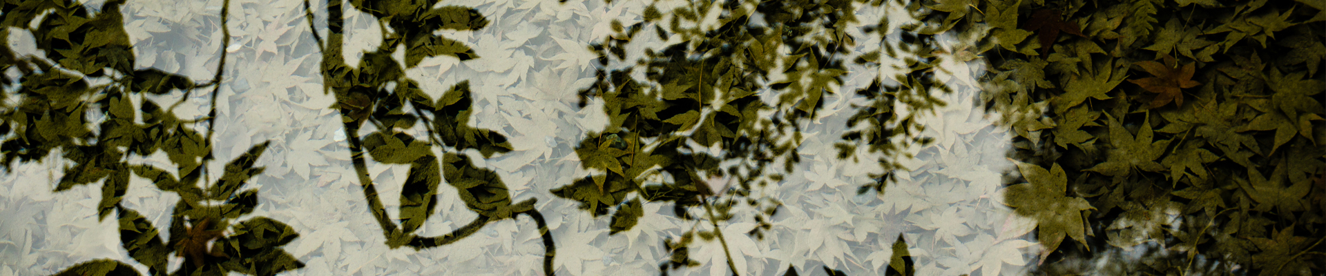 leaves reflection cropped